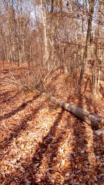 IMG_20141115_125612_481.jpg