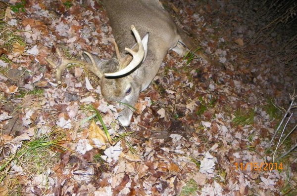 Buck-2014c.JPG