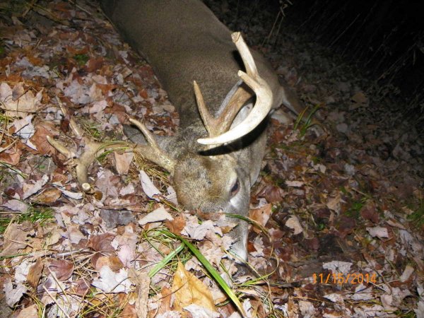Buck-2014d.JPG