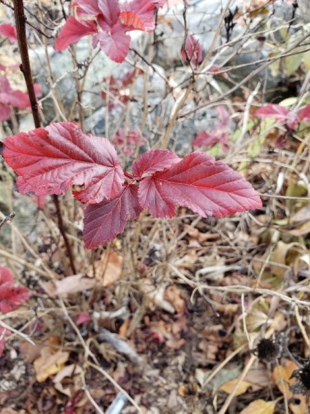 Ninebark leaves hanging on.jpg