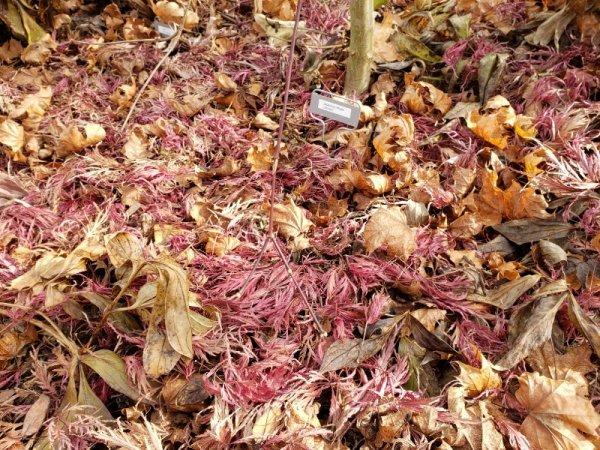 Maple leaves on ground - Japanese maple.jpg