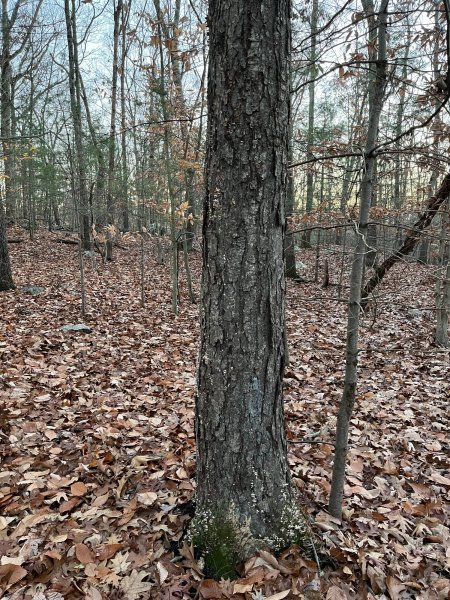 DC562E79-F9D0-497B-B475-61A3937D5CF7.jpeg