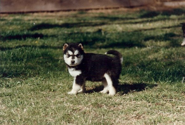 Bogie Pup 1986.jpg