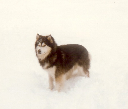 Bogie in the Snow.jpg