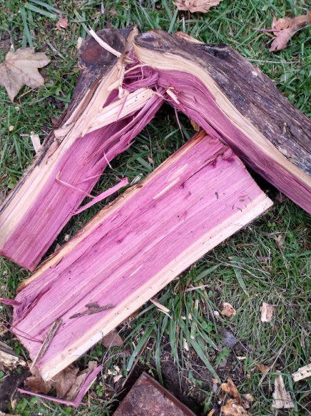 cedar.jpg