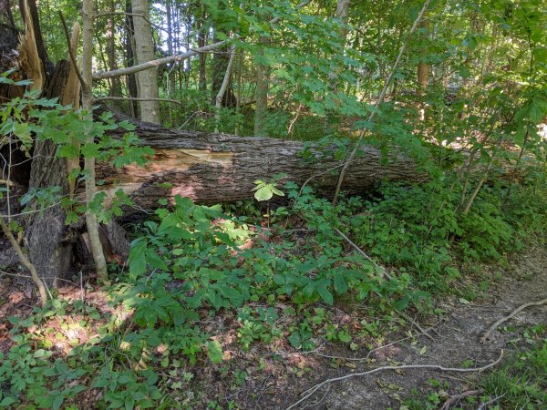 PXL_20220623_221957481 (1).jpg