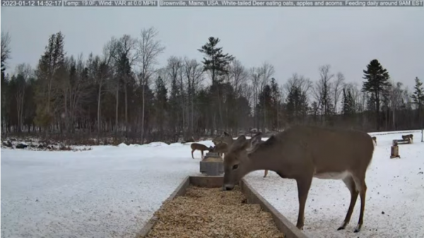 Screenshot 2023-01-12 at 14-52-06 Brownville's Food Pantry For Deer.png