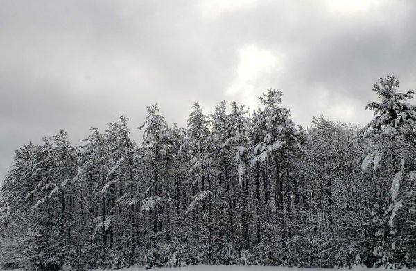 Snow at Henniker DD 11 am.jpg