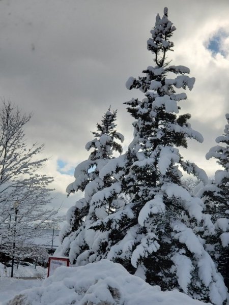 tree at shaws stoplight.jpg