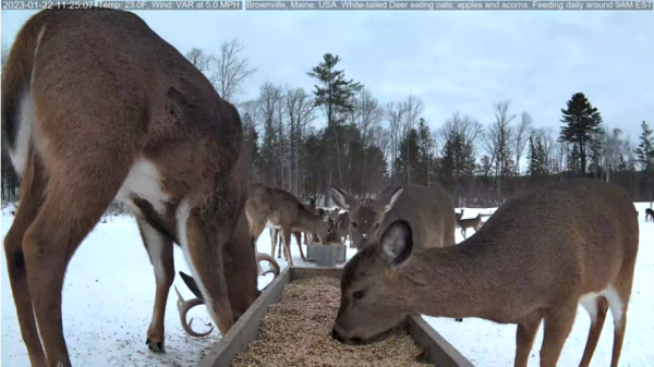 Screenshot 2023-01-22 at 11-25-27 Brownville's Food Pantry For Deer.png