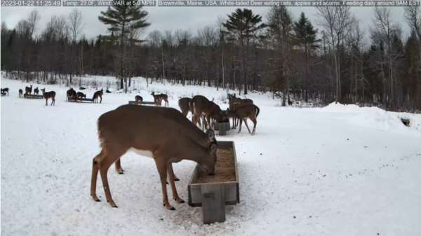 Screenshot 2023-01-22 at 11-26-10 Brownville's Food Pantry For Deer.png