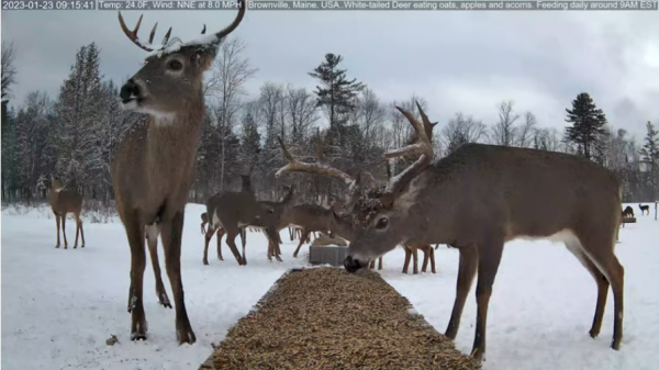 Screenshot 2023-01-23 at 09-15-59 Brownville's Food Pantry For Deer.png