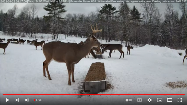 Screenshot 2023-01-23 at 09-17-34 Brownville's Food Pantry For Deer.png