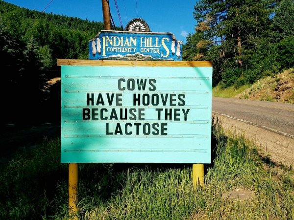 Cows have hooves.jpg