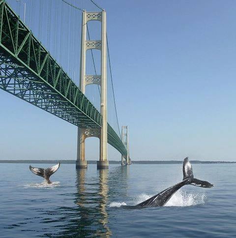 Danger at the Bridge.jpg