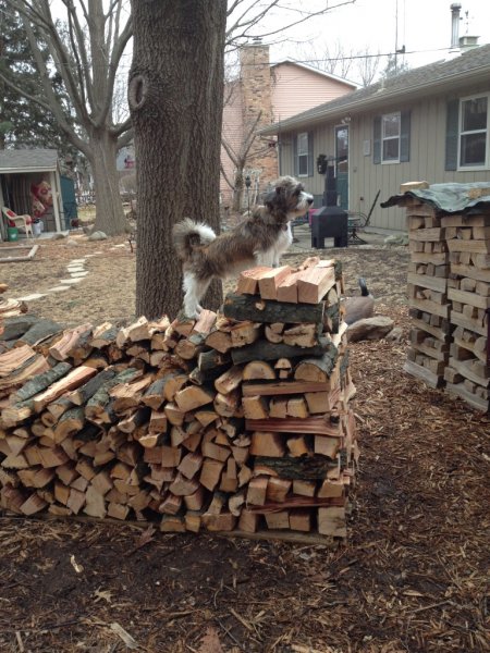 Buddy King of Wood Stacks - Copy.JPG