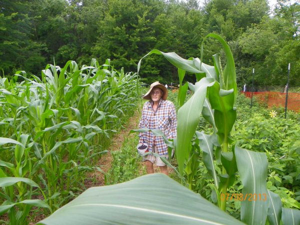 Judy-Blackberries-corn.JPG
