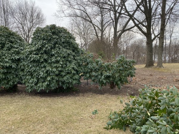 President’s Day Rhododendron | Firewood Hoarders Club