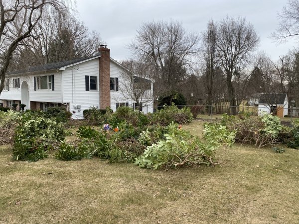 President’s Day Rhododendron | Firewood Hoarders Club