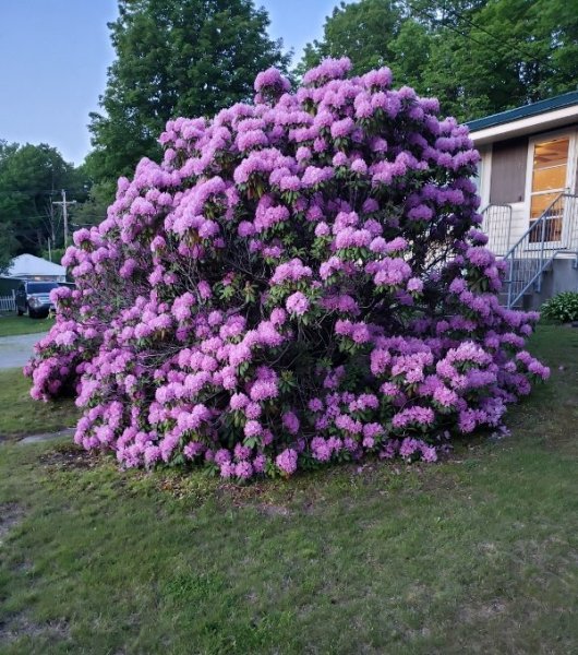 rhodies from mailbox.jpg