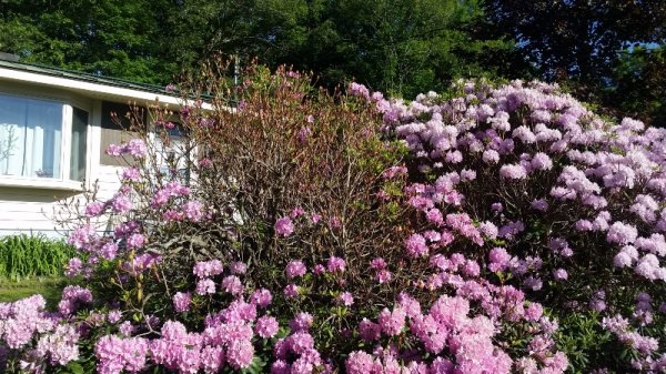 rhodie - left showing green in damaged area.jpg