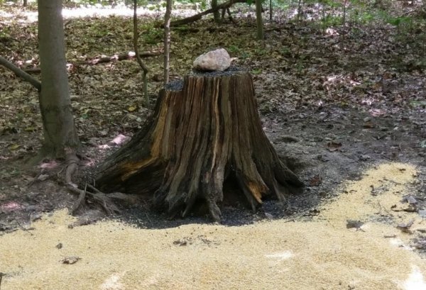 stump.jpg