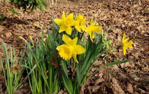 Deffs blooming backyard.jpg