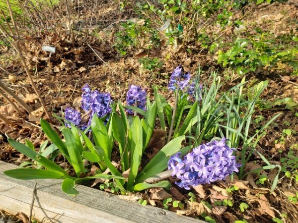 Hyacinth blooming.jpg