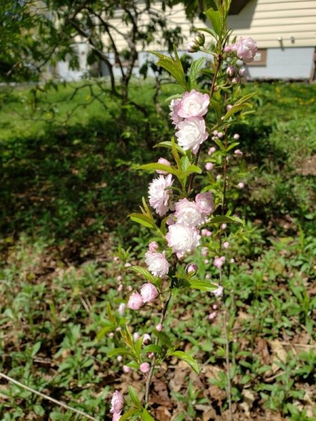 flowering almond.jpg