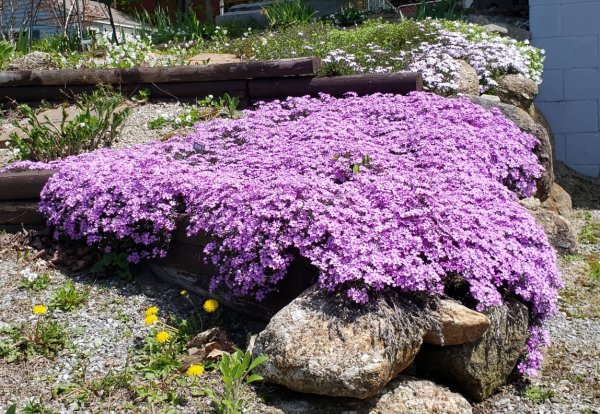 creeping phlox.jpg