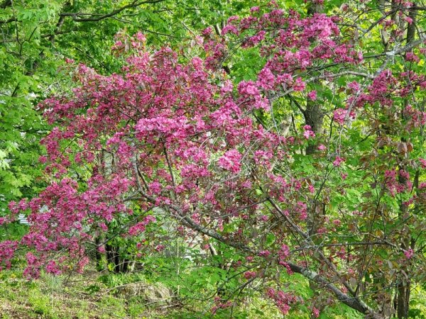 crabapple from back porch.jpg