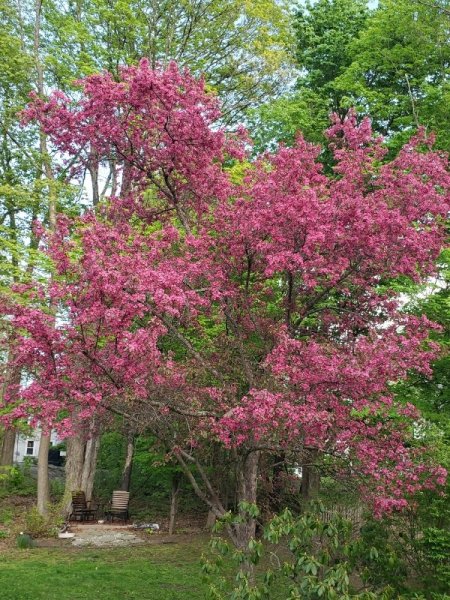 crabapple from front yard.jpg