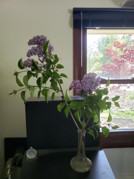 Lilacs from Teds.jpg