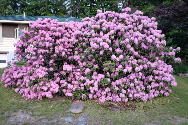 rhodies from road.jpg