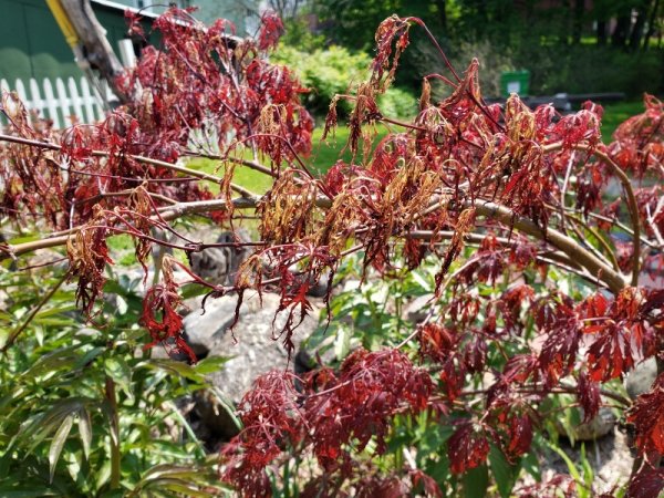 Japanese maple - frost bit.jpg