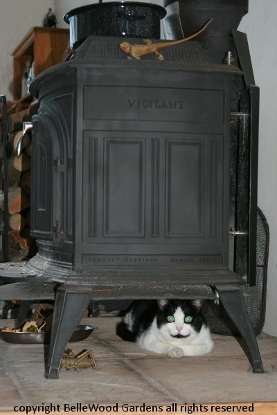 Stove and Cat_2013-12_Domino.jpg.JPG