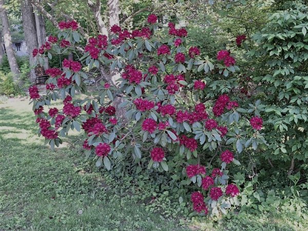 Rhodie - red adjusted for actual color.jpg