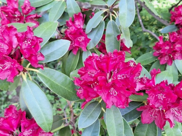 Rhodie - red close original.jpg