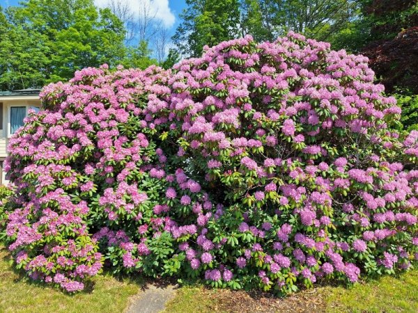 Rhodie - probably full bloom.jpg