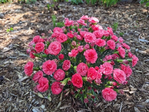 pinks planted in early May still blooming.jpg