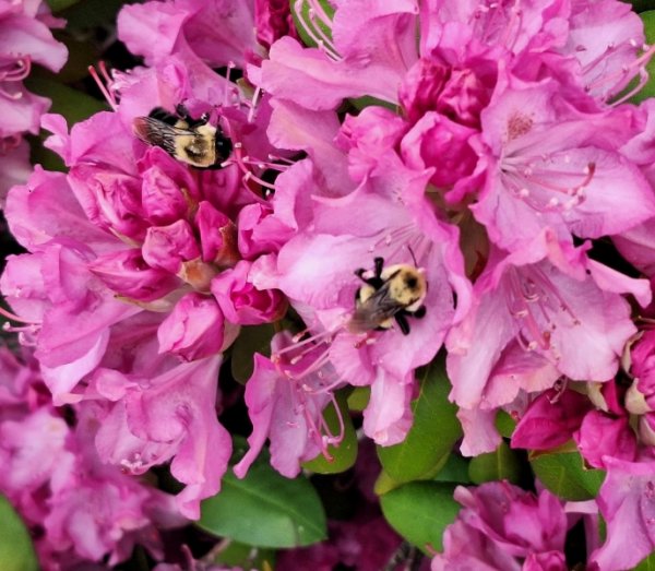 Two bees on rhodie.jpg