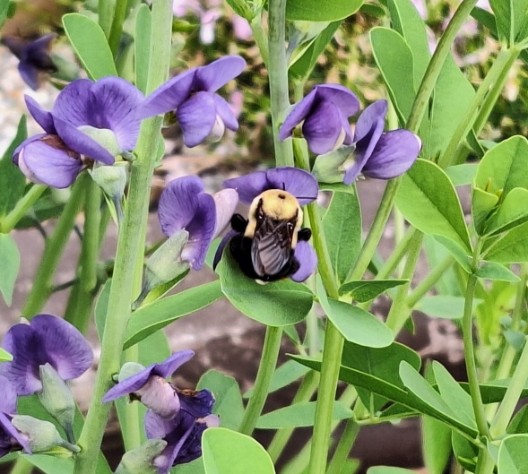 Bee on baptisia.jpg