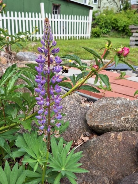 Lupine with bee.jpg