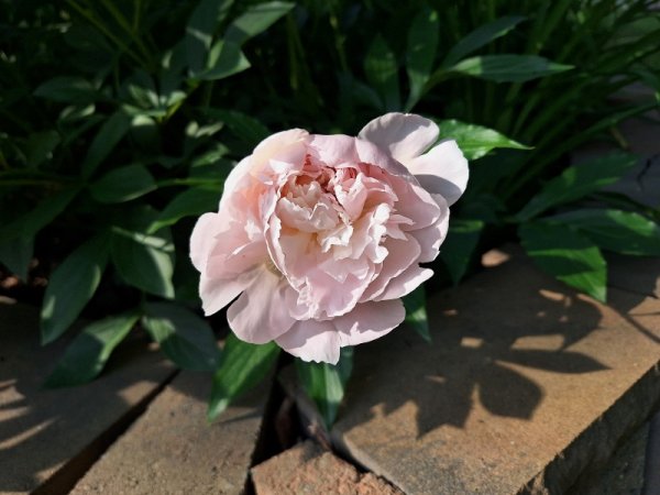 Peony - Alertie.jpg