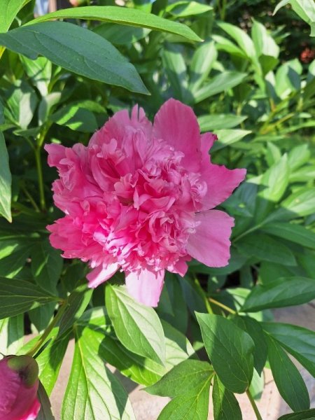 Peony - Edulis Superba.jpg