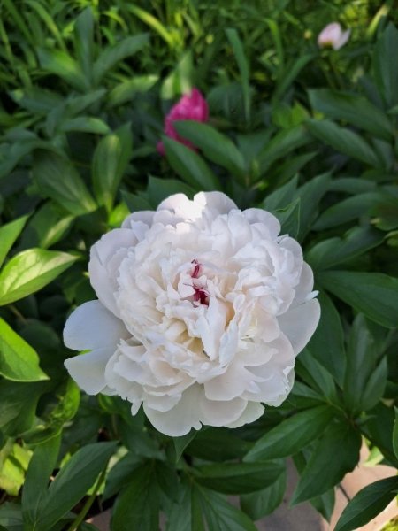 peony - Festiva Maxima.jpg