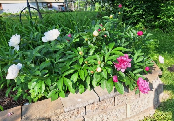 Peony bed by swamp.jpg