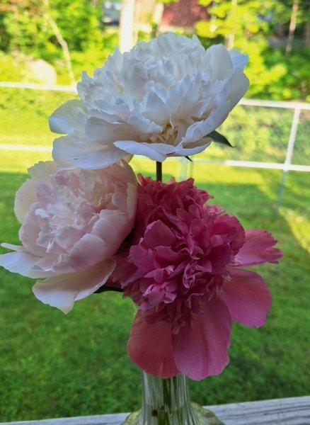 Peonies in vase.jpg