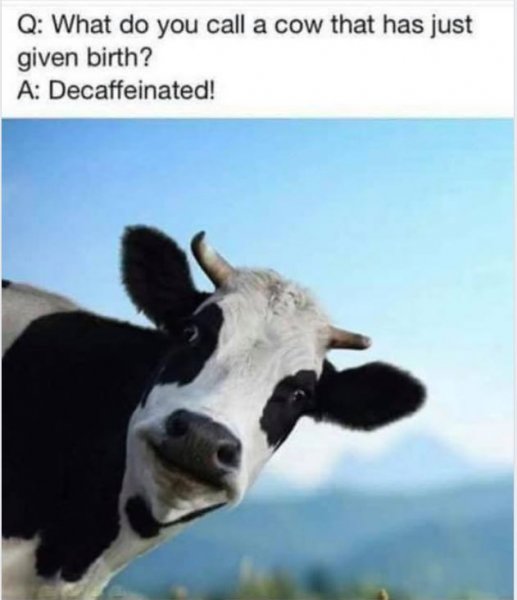 Decalf cow.JPG