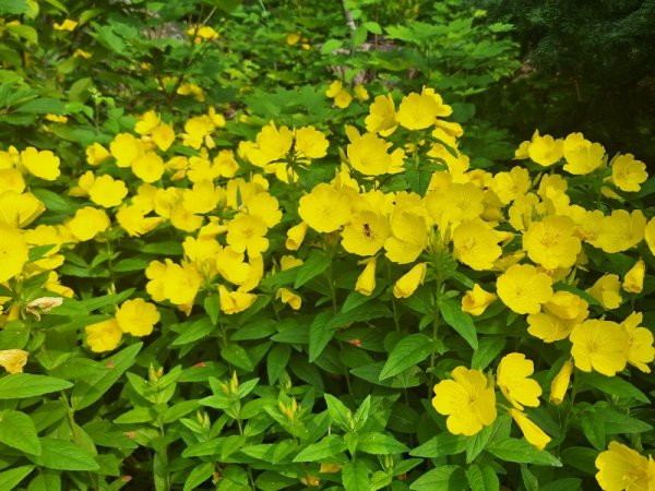 Buttercups in backyard.jpg